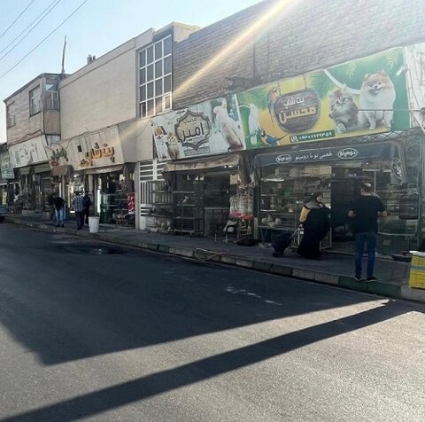بهداشت عمومی شهر ارتقاء مییابد/ جمعآوری پرندهفروشان خیابانی 1