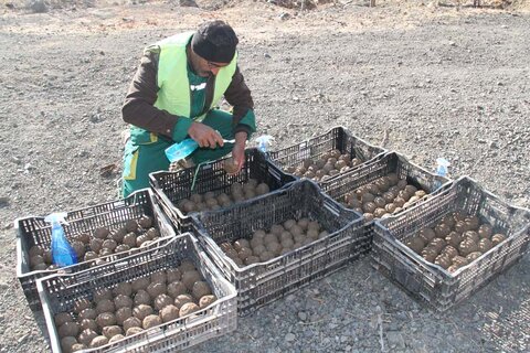 بذرکاری با استفاده از تکنیک توپ بذر در ارتفاعات بیجی انجام شد بذر توپی