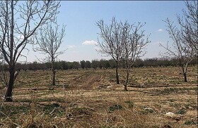 تداوم احیایِ باغ سیب با کاشت بیش از ۷۰۰۰ نهال آلبالو