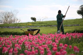 کاشت ۵۰ هزار گل لاله در مناطق دهگانه شهرداری کرج