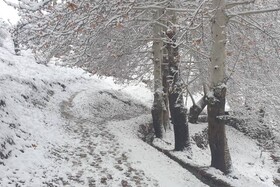 باغستان برفی - کراپشده