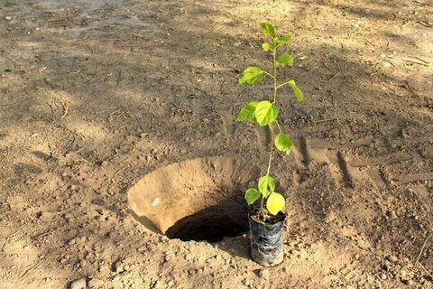 ۸۰۰۰ اصله نهال در منطقه چهار کاشته شد نهال - کراپشده
