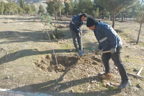 غرس ۴۵۰۰ اصله نهال و درخت در عرصههای سبز منطقه یک 555 - کراپشده