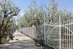 باند سبز پیاده‌راه «باغ سیب» تکمیل شود