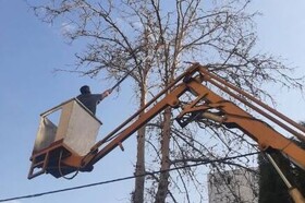 عملیات حذف سرشاخه‌های خشک درختان در مناطق ده‌گانه کرج