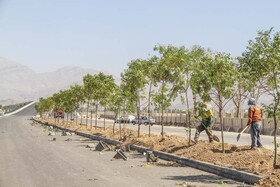 ۴۸۰ اصله درخت در حاشیه کنارگذر مهرشهر کاشته می‌شود