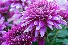 کاشت ۲۰۰۰ گل داوودی در سطح منطقه ۹ 55 - کراپشده