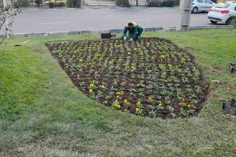 اجرای عملیات بهزراعی در عرصههای سبز منطقه ۹  666 - کراپشده