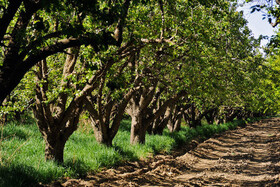 کاشت ۳۷۰۰ اصله درخت «گلابی» در باغ سیب کرج