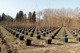 تولید ۶۵۰ هزار اصله درخت و درختچه در نهالستان کرج