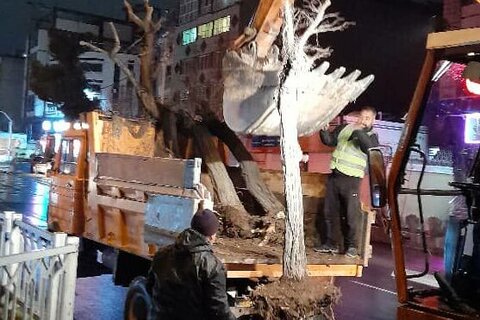 ۶۰ اصله درخت در منطقه یک جابجا شد 66 - کراپشده