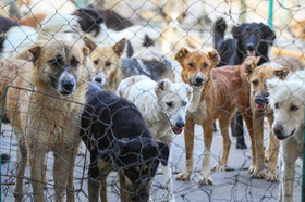 سگ‌های بلاصاحب از معابر منطقه ۹ جمع آوری شدند