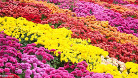 کاشت بیش از دو هزار متر مربع گل داوودی در منطقه ۹ کرج