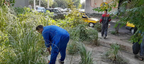 طرح طعمه گذاری حیوانات موذی در منطقه ۶ اجرایی شد/ شهروندان زبالههای خود را در خیابان رها نکنند طعمه گذاری