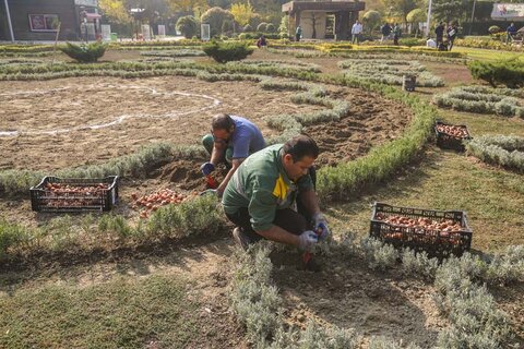 باغ گلهای پارک شهید چمران برای مهمانی لالهها آماده میشود کاشت پیاز لاله