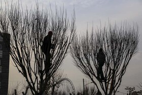 آغاز عملیات هرس زمستانه درختان در کرج