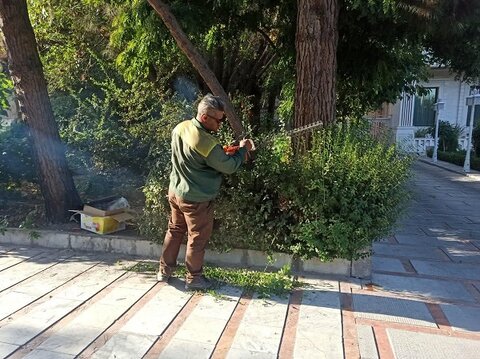 هرس بیش از 15 هزار اصله درخت در منطقه ۴ کرج 4