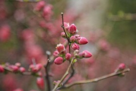 گزارش تصویری / لبخند شکوفه های بهاری بر لب درختان کرج