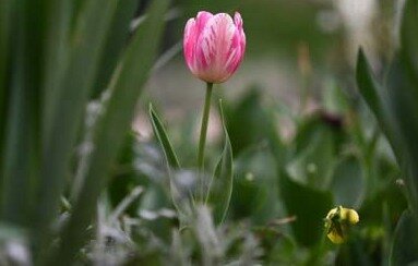 آغاز روزهایِ خوش لالههای کرج لاله - کراپشده