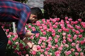 برگزاری مسابقه عکاسی لالهها در کرج مسابقه عکاسی لاله ها