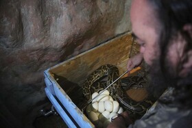مار پیتون مرکز حیات وحش باغ گل‌ها تخم‌گذاری کرد