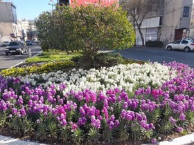 شکوفایی گل‌های بهاری در منطقه ۹ کرج