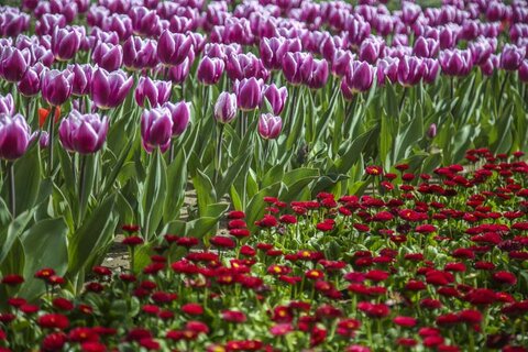 خودنمایی گل های لاله