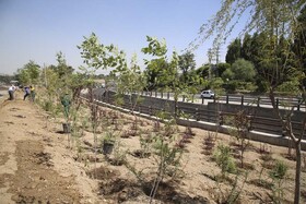 بهسازی ۱۲ هزار متر مربع از ورودی شهر کرج/گل و درخت جایگزین نماهای نامطلوب شد