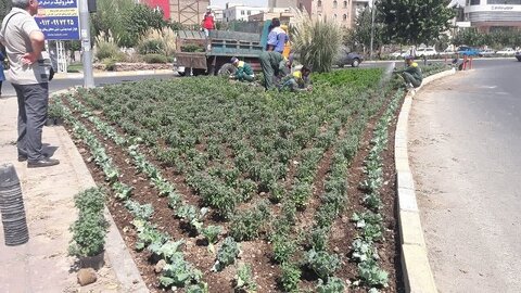 کاشت ۱۴۰۰ گل پاییزی در سطح معابر منطقه ۵ کرج  5