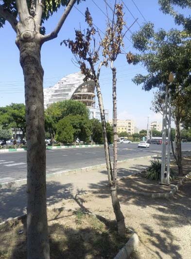 اجرای طرح پایش منطقهای فضای سبز کرج