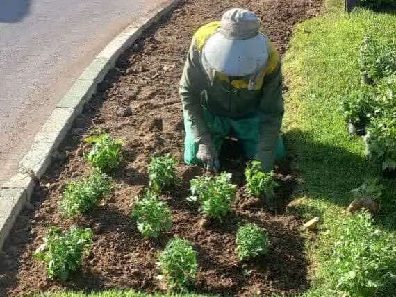 کاشت ۳۰ هزار بوته گل فصلی در معابر منطقه ۶ کرج