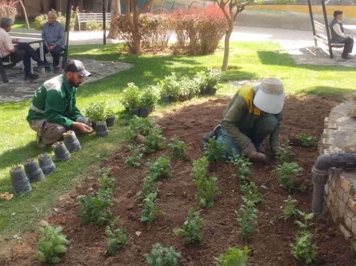 کاشت ۳۰ هزار بوته گل فصلی در معابر منطقه ۶ کرج