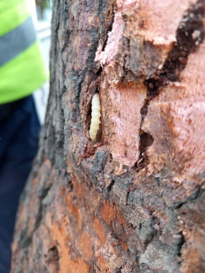 حفاظت از درختان کهنسال کرج