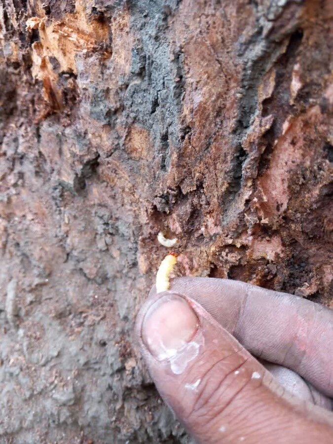 حفاظت از درختان کهنسال کرج