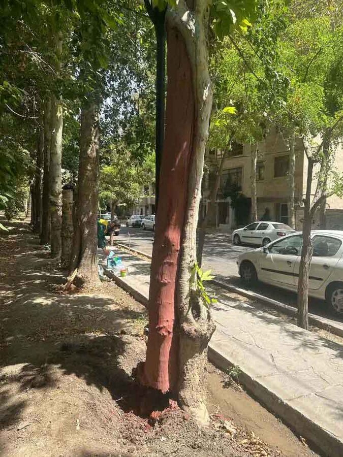 حفاظت از درختان کهنسال کرج