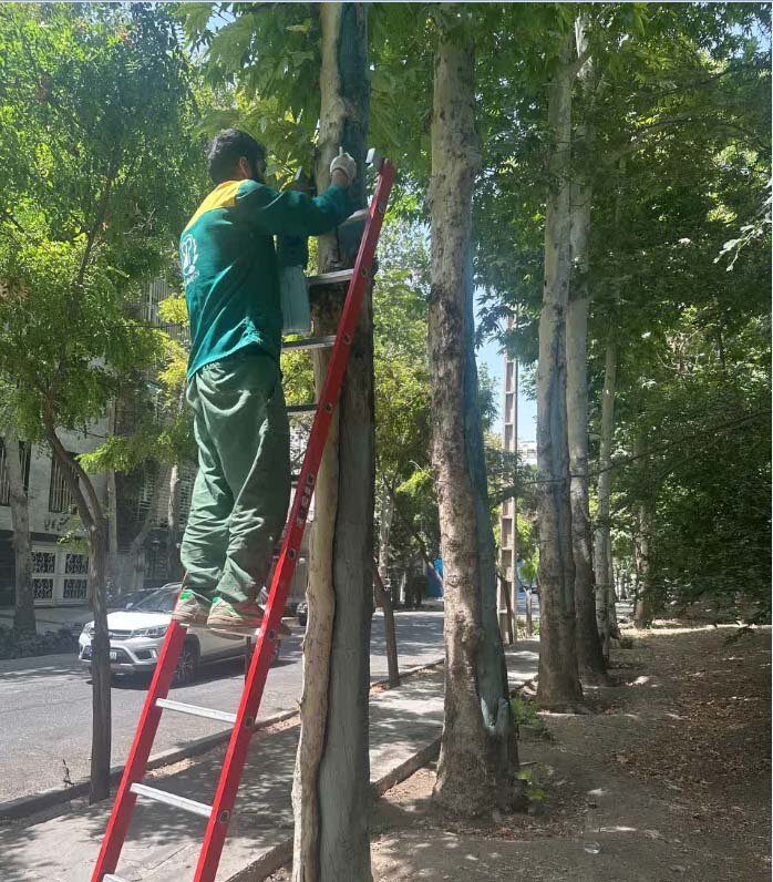 حفاظت از درختان کهنسال کرج