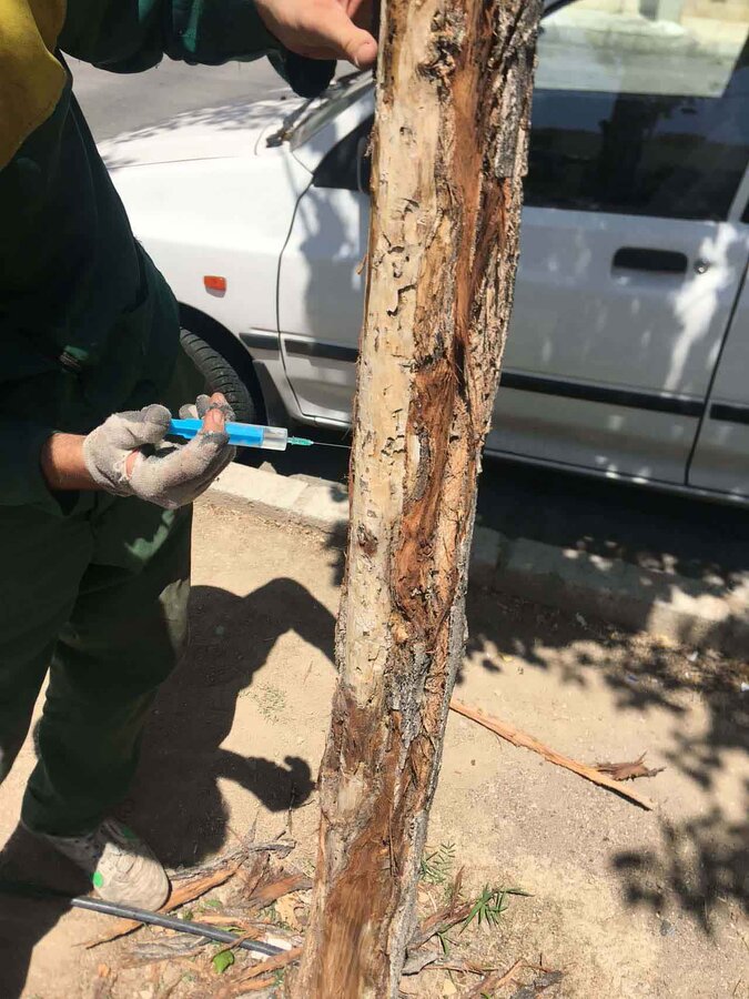 حفاظت از درختان کهنسال کرج