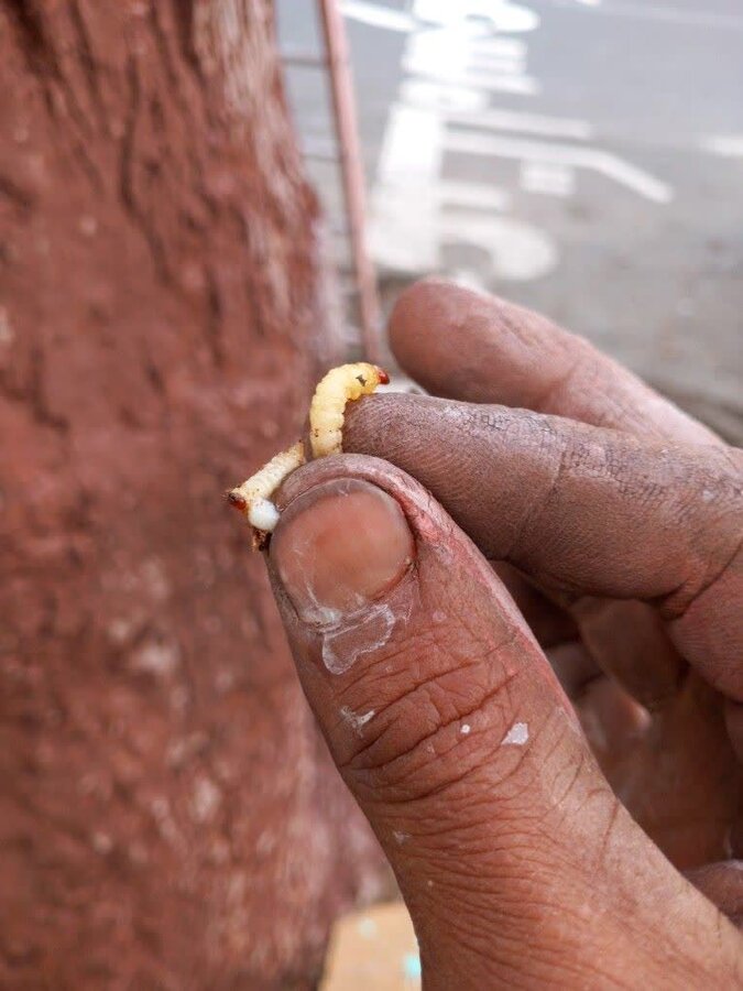 حفاظت از درختان کهنسال کرج