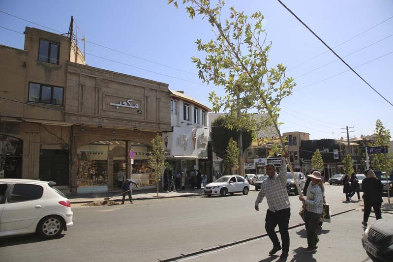 ایجاد طراوت با کاشت ۱۲۰ اصله درخت چنار در پیاده راه رجایی شهر