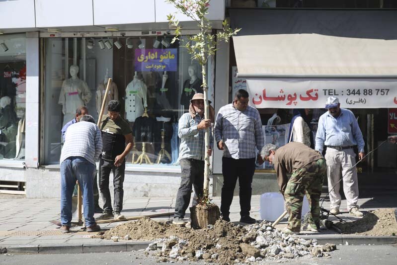 ایجاد طراوت با کاشت ۱۲۰ اصله درخت چنار در پیاده راه رجایی شهر