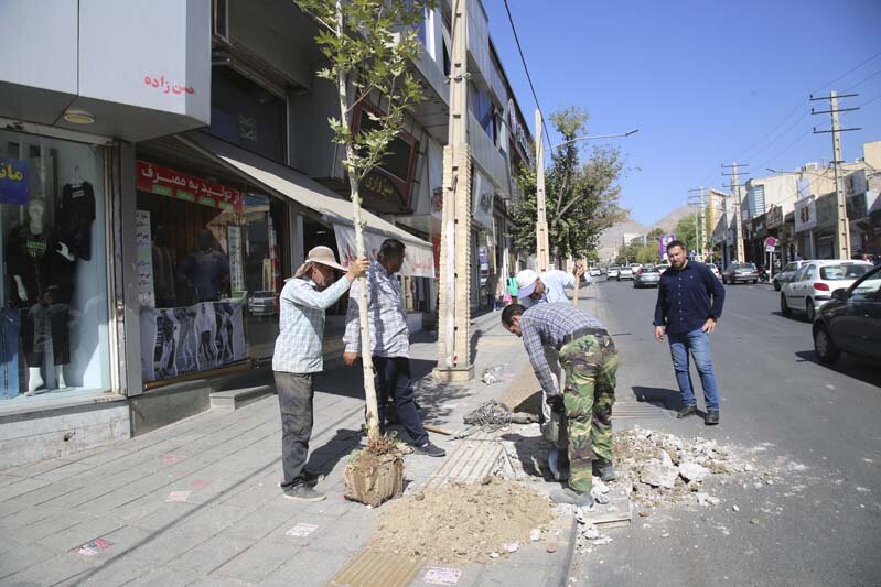 ایجاد طراوت با کاشت ۱۲۰ اصله درخت چنار در پیاده راه رجایی شهر