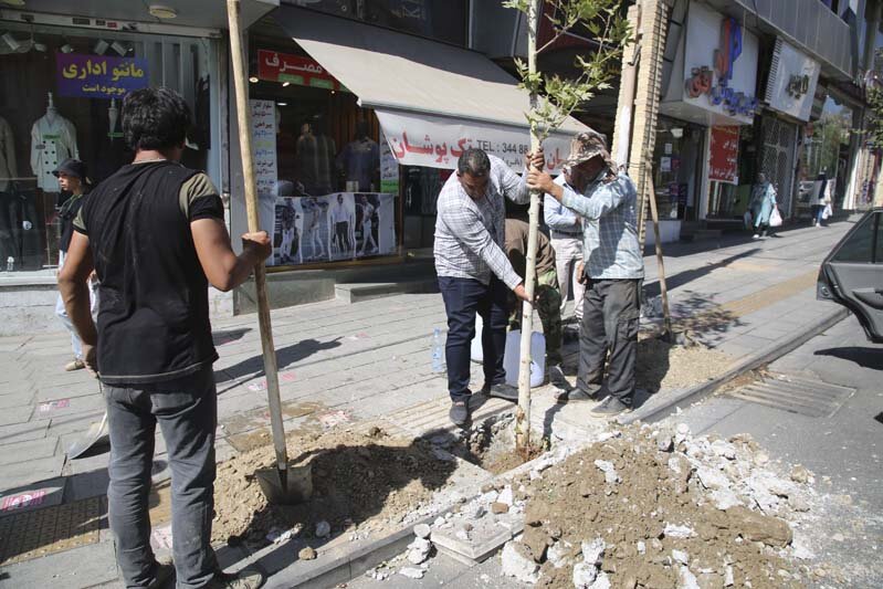 ایجاد طراوت با کاشت ۱۲۰ اصله درخت چنار در پیاده راه رجایی شهر