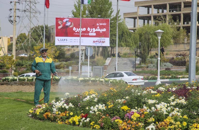 شکوفایی یک میلیون و ۵۰۰ هزار گل داوودی در کرج