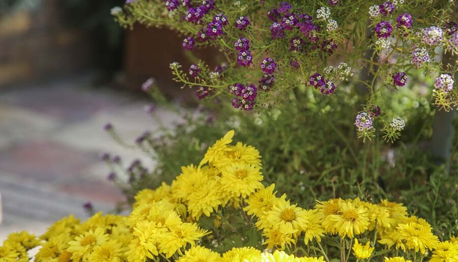 شکوفایی یک میلیون و ۵۰۰ هزار گل داوودی در کرج