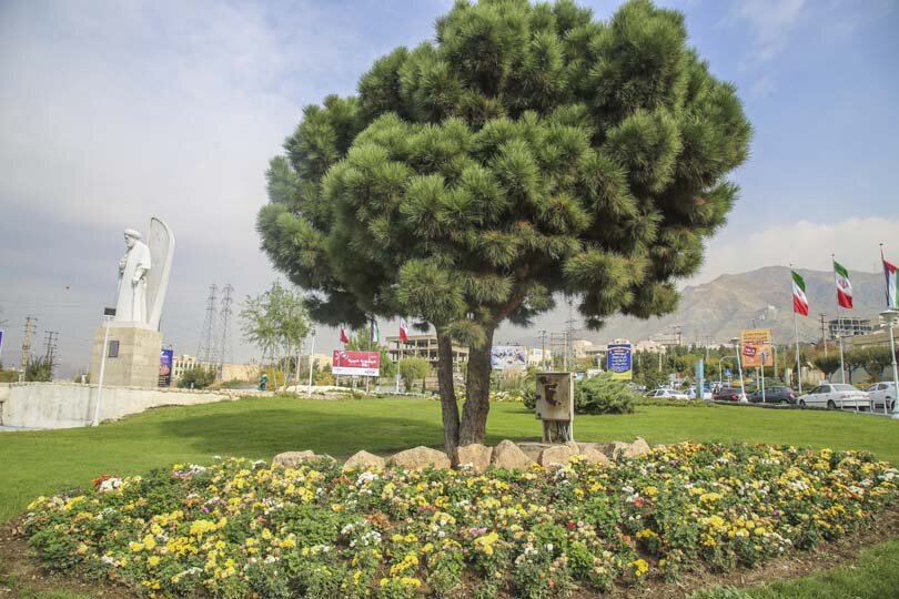 شکوفایی یک میلیون و ۵۰۰ هزار گل داوودی در کرج