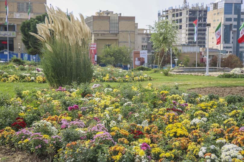 شکوفایی یک میلیون و ۵۰۰ هزار گل داوودی در کرج