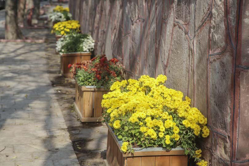 شکوفایی یک میلیون و ۵۰۰ هزار گل داوودی در کرج