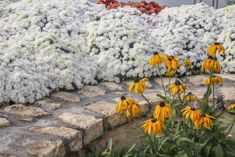 شکوفایی یک میلیون و ۵۰۰ هزار گل داوودی در کرج