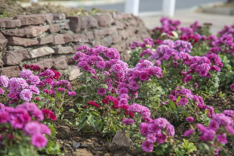 شکوفایی یک میلیون و ۵۰۰ هزار گل داوودی در کرج