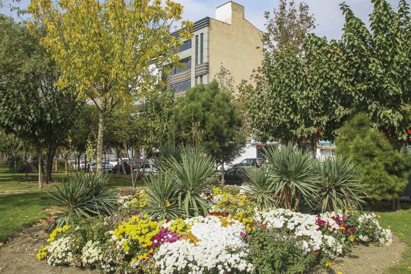 شکوفایی یک میلیون و ۵۰۰ هزار گل داوودی در کرج